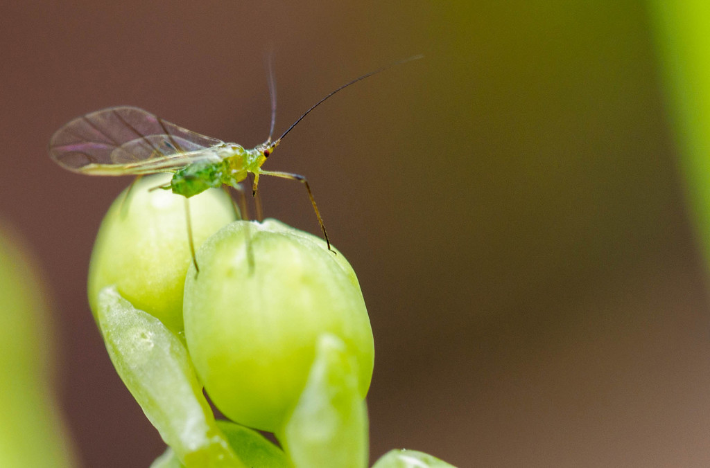 Tiny, really Tiny Green Bug by tosee