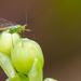 Tiny, really Tiny Green Bug by tosee