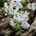 White  Blossom. by wendyfrost