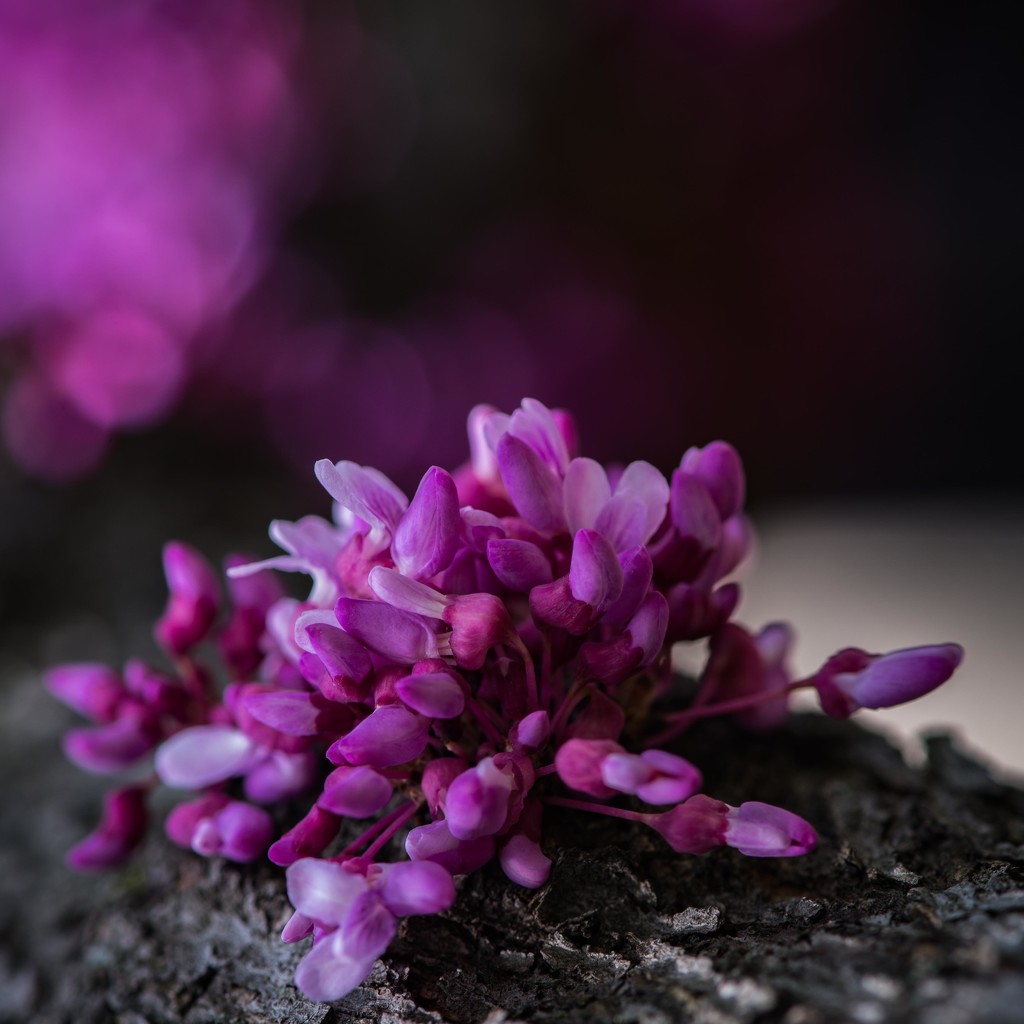 Trees Grows Purple Flower by taffy