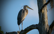 24th Apr 2016 - Late Afternoon Blue Heron!