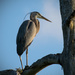 Late Afternoon Blue Heron! by rickster549