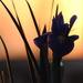 Good Night Iris by genealogygenie