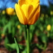 Yellow Tulip  by randy23