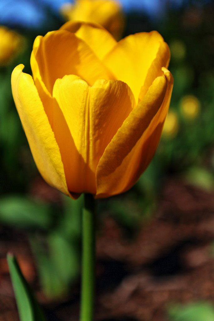 Yellow Tulip by randy23