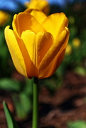 23rd Apr 2016 - Yellow Tulip