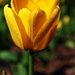 Yellow Tulip by randy23