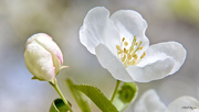 24th Apr 2016 - Crabapple Blossoms