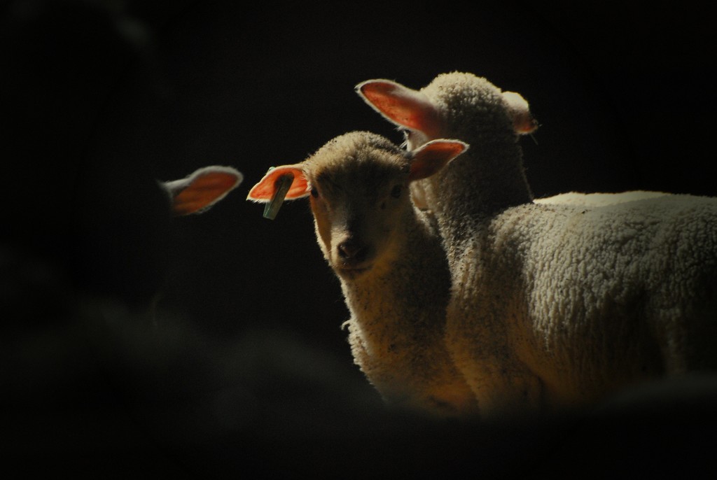 Lamb by farmreporter