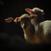 Lamb by farmreporter