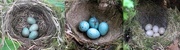25th Apr 2016 - Three Nests