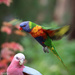 Rainbow Lorikeet hover by flyrobin