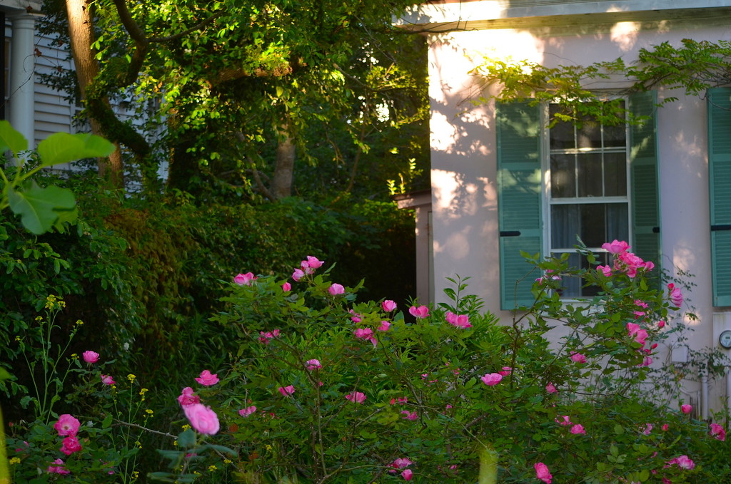 Garden with late afternoon light and roses, Historic District, Charleston, SC by congaree