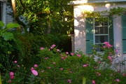 25th Apr 2016 - Garden with late afternoon light and roses, Historic District, Charleston, SC