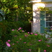 Garden with late afternoon light and roses, Historic District, Charleston, SC by congaree