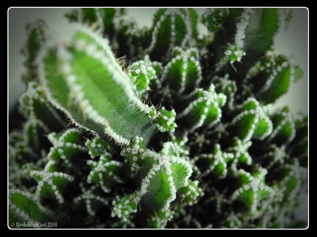 Cacti by yorkshirekiwi
