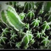 Cacti by yorkshirekiwi