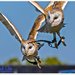 Barn Owls by carolmw