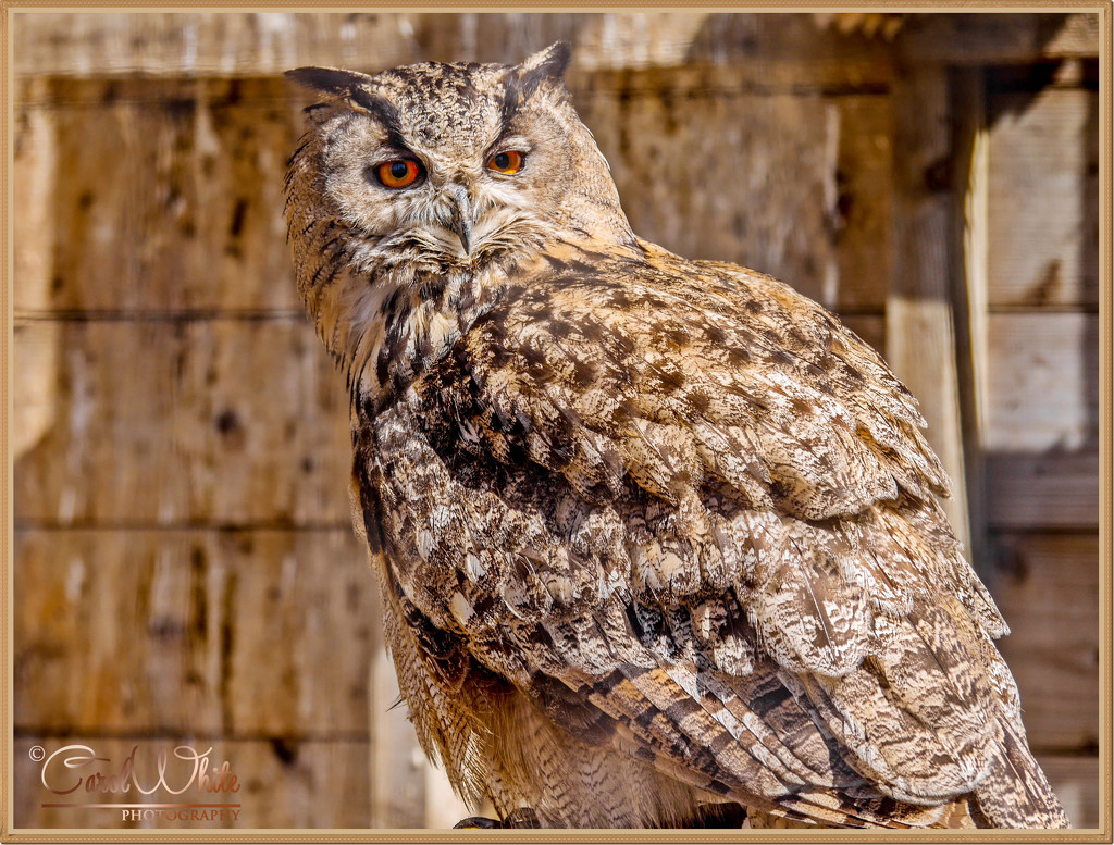 Turkmenian Eagle Owl by carolmw