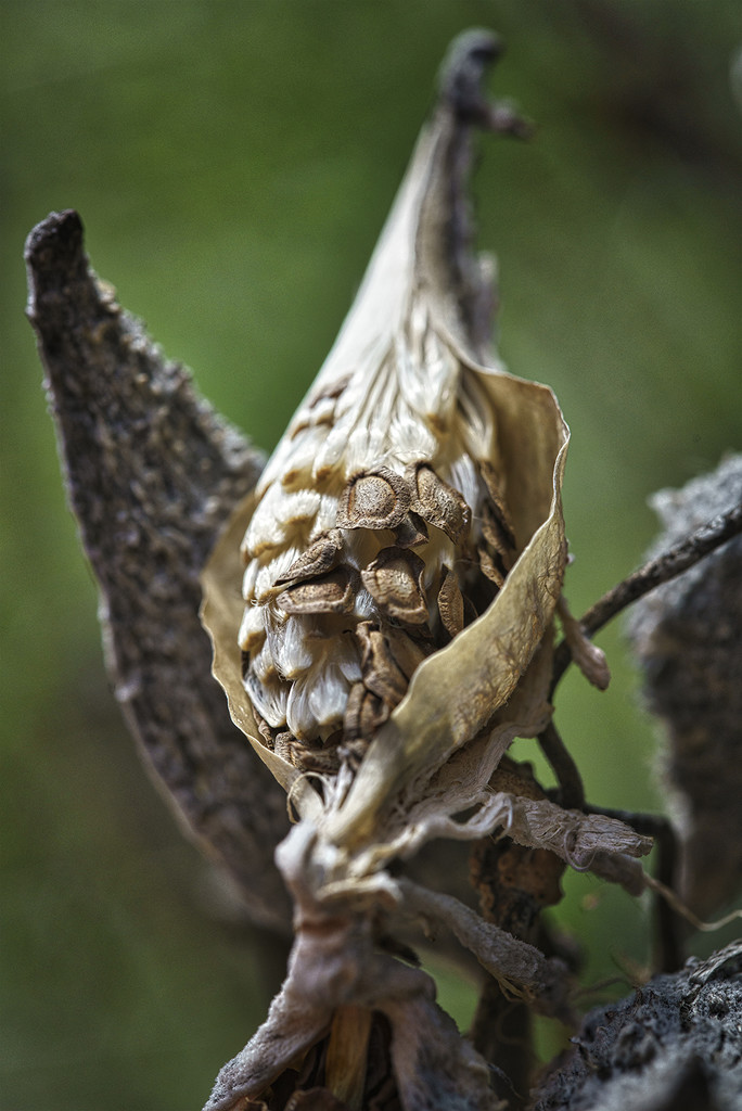 Milkweed Seed Packet by gardencat