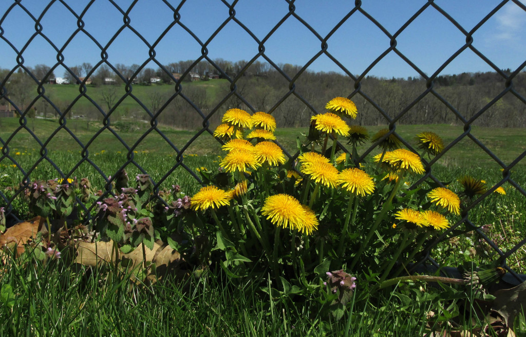 A family of dandelions by mittens