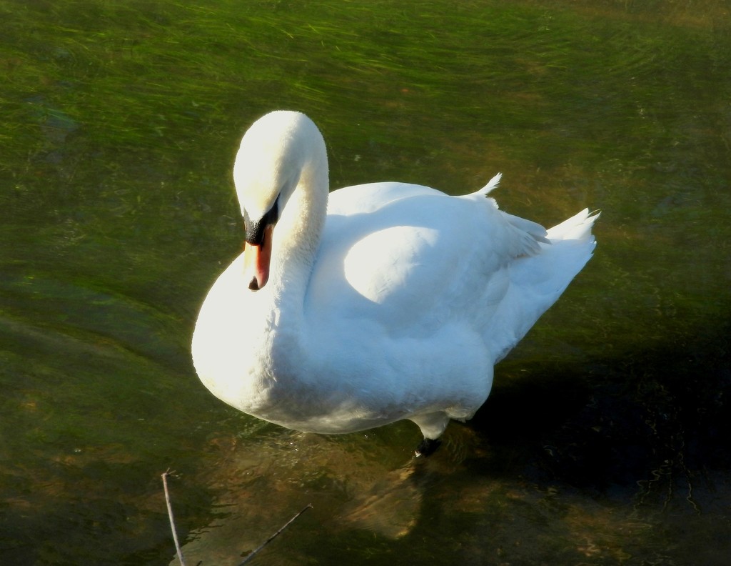 Swan 4 by oldjosh