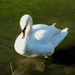 Swan 4 by oldjosh