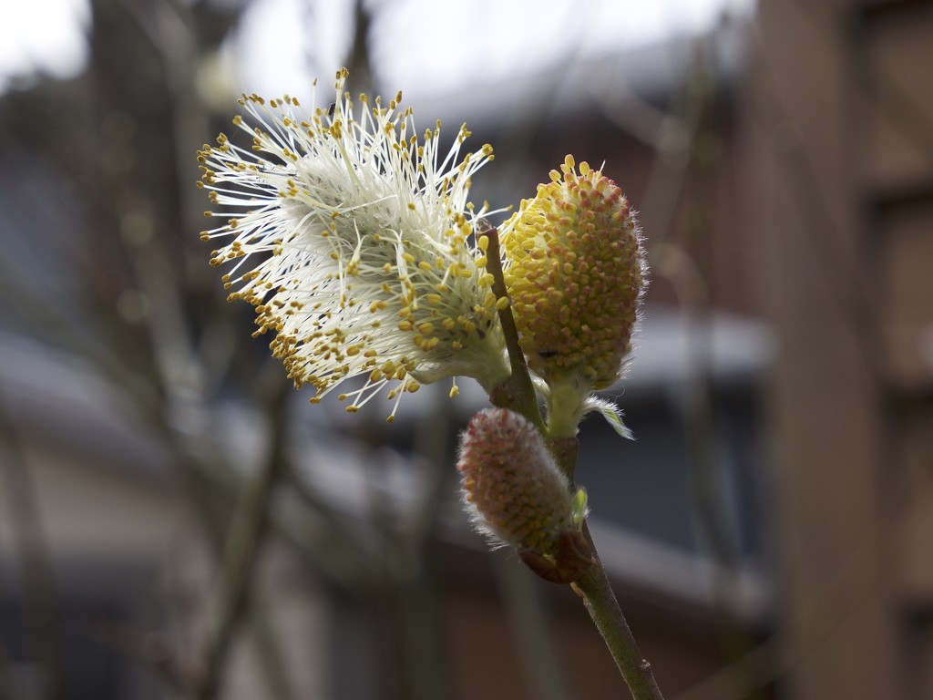 Signs of Spring - Pussy Willow by selkie