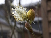 21st Apr 2016 - Signs of Spring - Pussy Willow