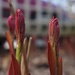 Signs of Spring - Peonies by selkie