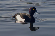 23rd Apr 2016 - Tufted Duck