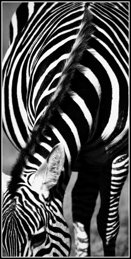 Stripes by aikiuser