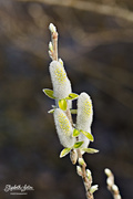 25th Apr 2016 - Big pussy willow