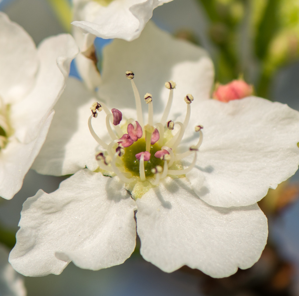 Bradford Pear Blossom by dridsdale