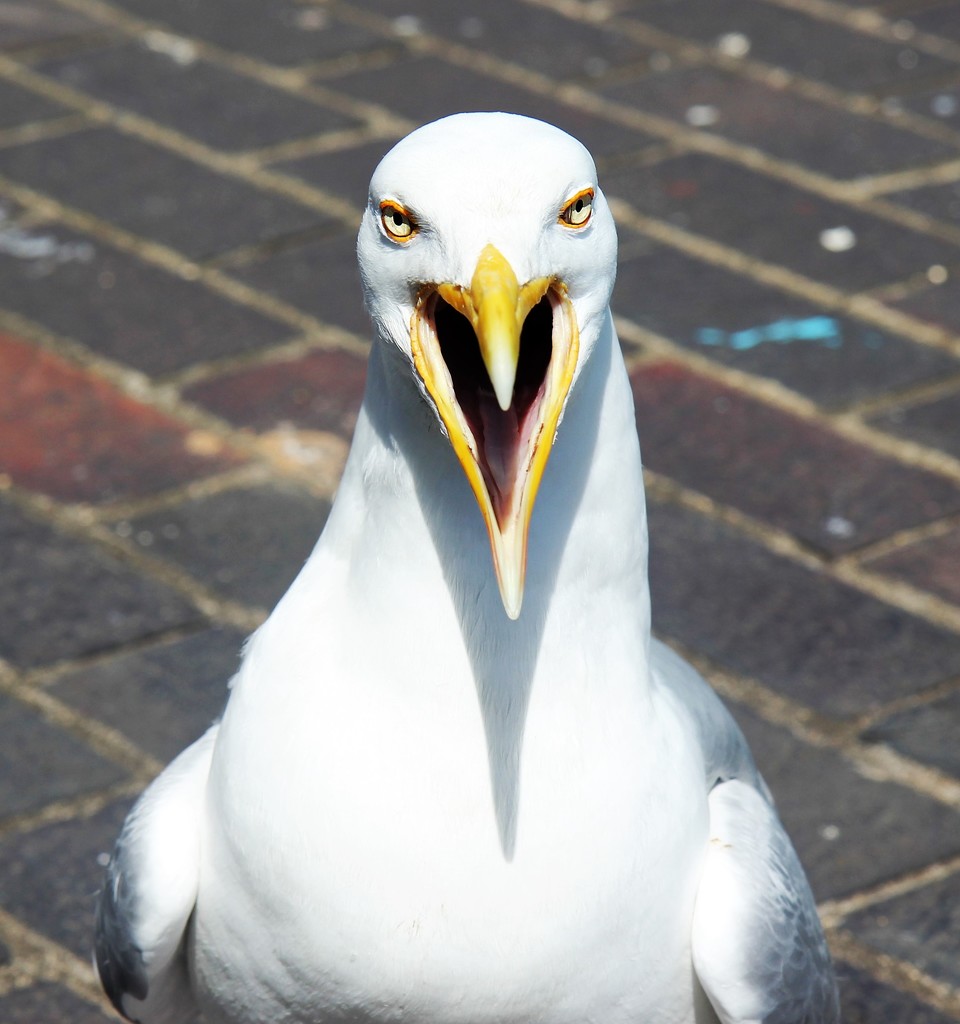 Evil Eyed Gull by cookingkaren