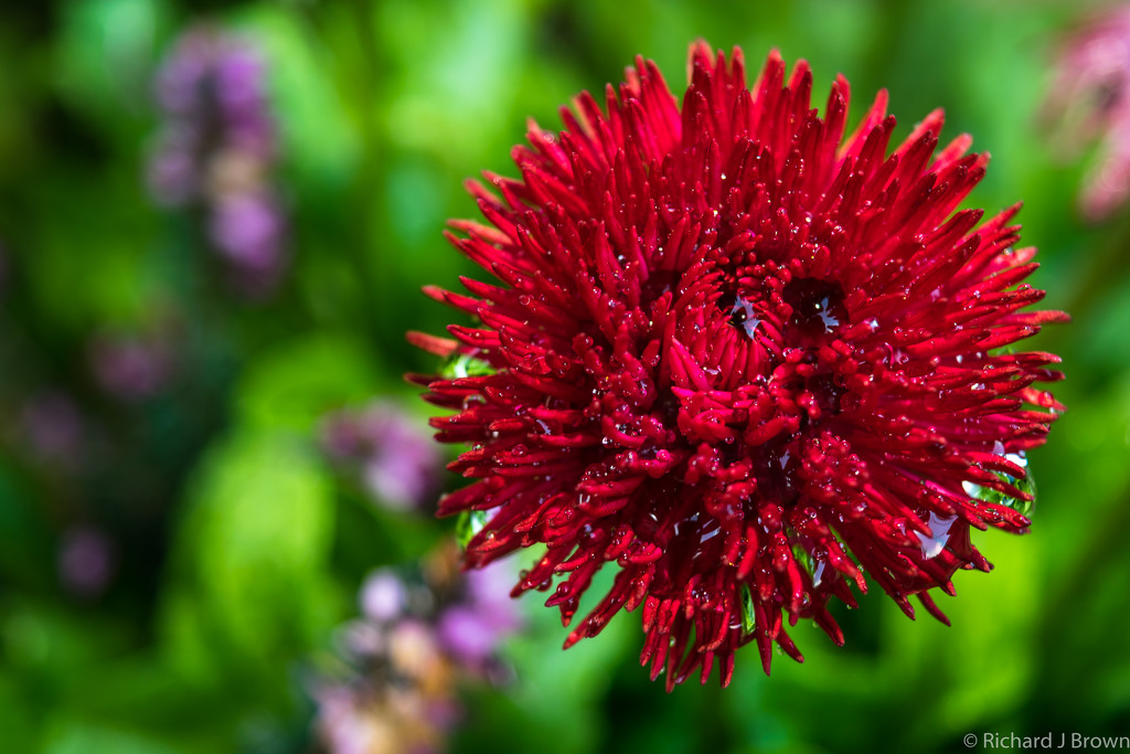 Red Flower and Droplets by rjb71