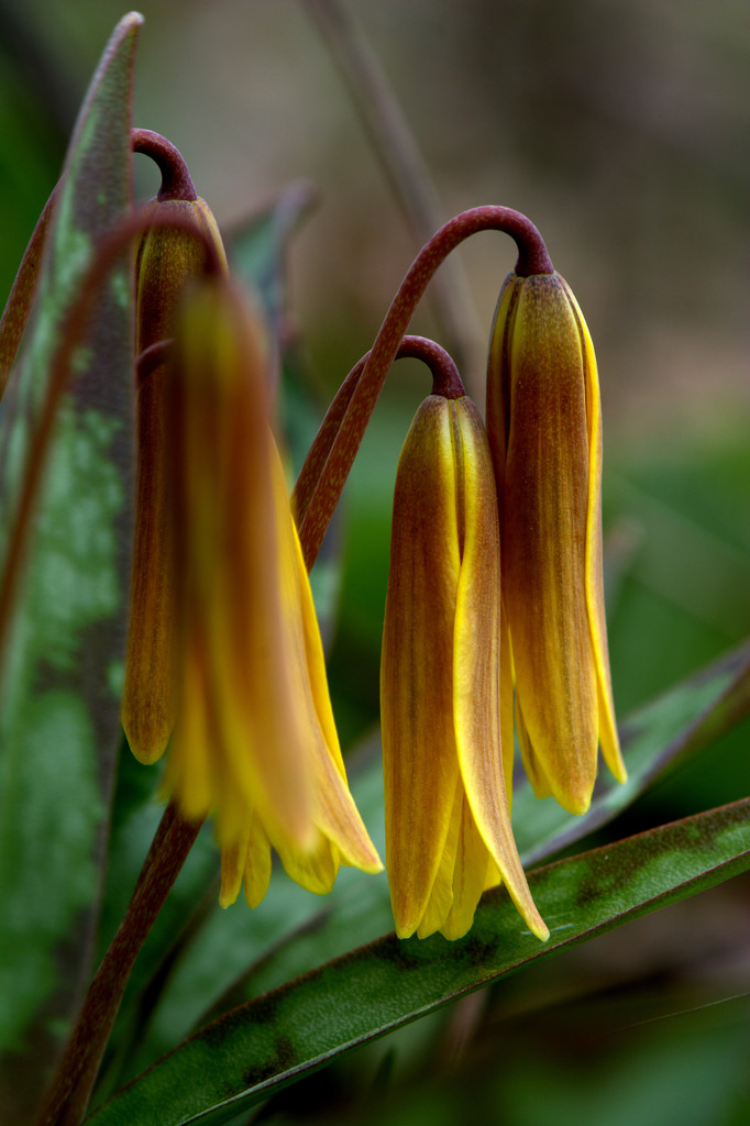 Dog Tooth Violet by jayberg