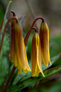 25th Apr 2016 - Dog Tooth Violet