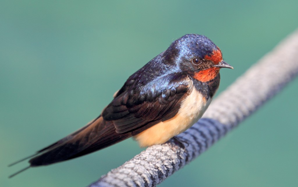 Swallow on a rope by spectrum