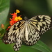 Butterfly by bizziebeeme