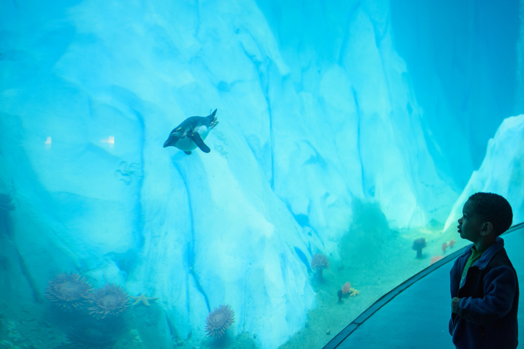 new penguin exhibit! by jackies365