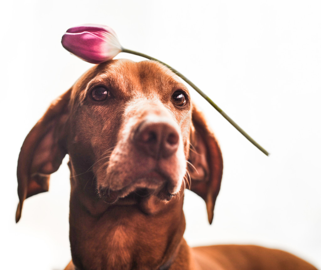 Tulip Head by loweygrace