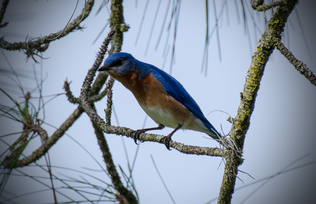 Bluebird by rickster549