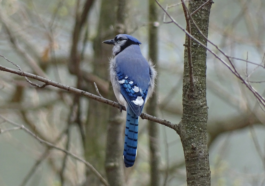 Blue Jay in the woods by annepann