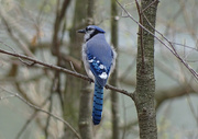 26th Apr 2016 - Blue Jay in the woods