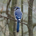 Blue Jay in the woods by annepann
