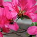 Nothing could be finer than a bumblebee in an azalea! by homeschoolmom