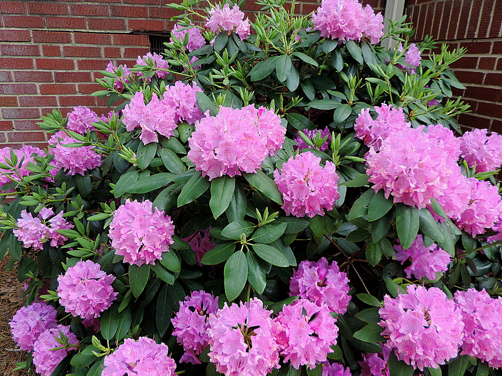 Rhododendron Puffs by homeschoolmom