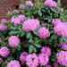 Rhododendron Puffs by homeschoolmom