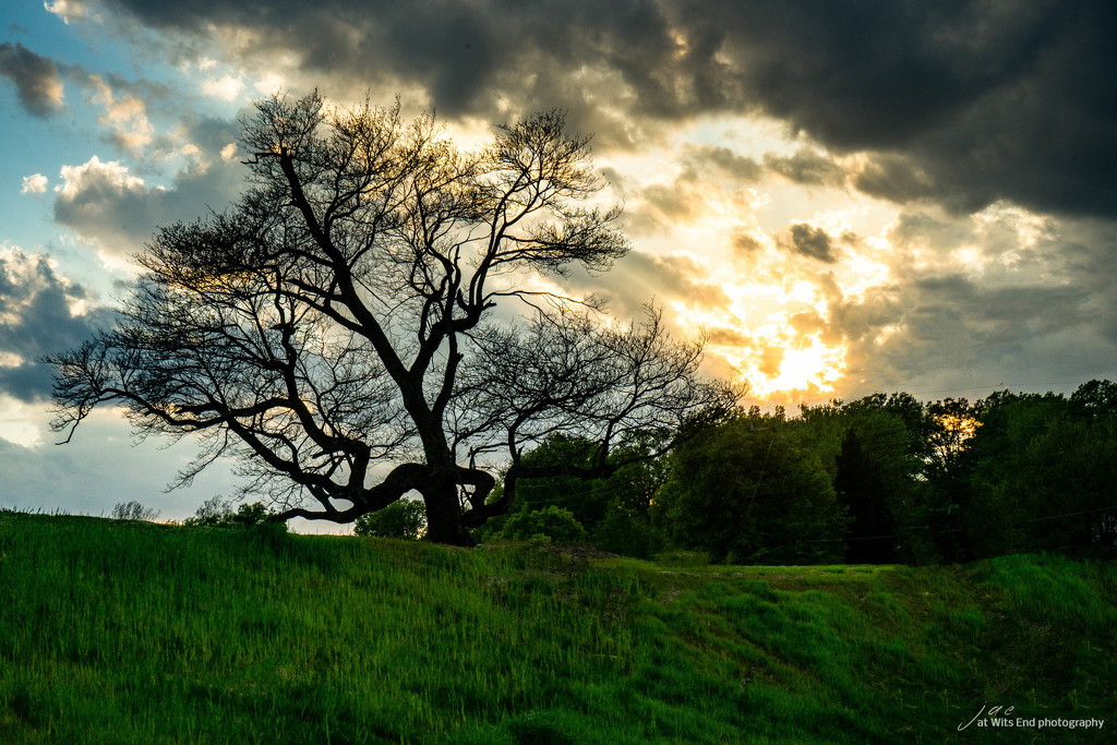 Tree Sunset by jae_at_wits_end